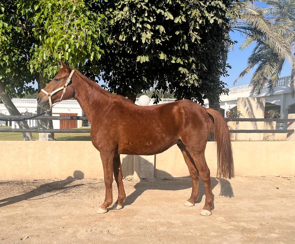 1023px x 848px - UNWA (QA) â€“ AL SHAHANIA STUD